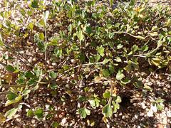 Apium prostratum filiforme