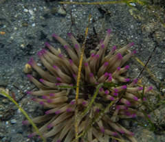 Condylactis aurantiaca