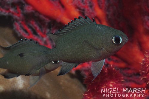 Chromis lepidolepis observed 2014-01-01