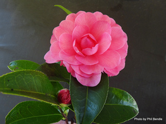 Camellia pitardii