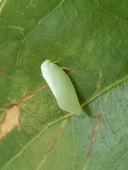 Flatormenis proxima