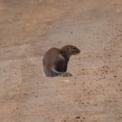Euxerus erythropus
