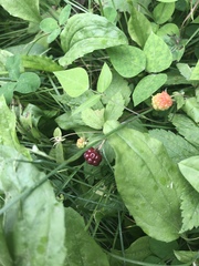 Rubus pubescens