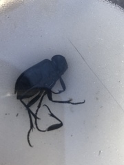 Coleoptera