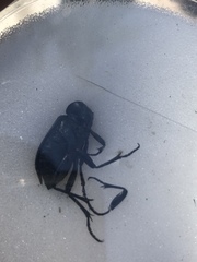 Coleoptera