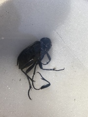 Coleoptera
