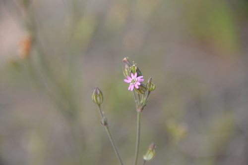 Silene aprica iNat (3)