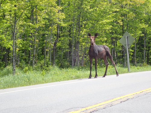 Moose photographed in Maine