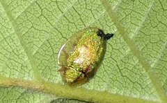 Eurypepla brevilineata