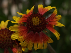 Gaillardia mexicana