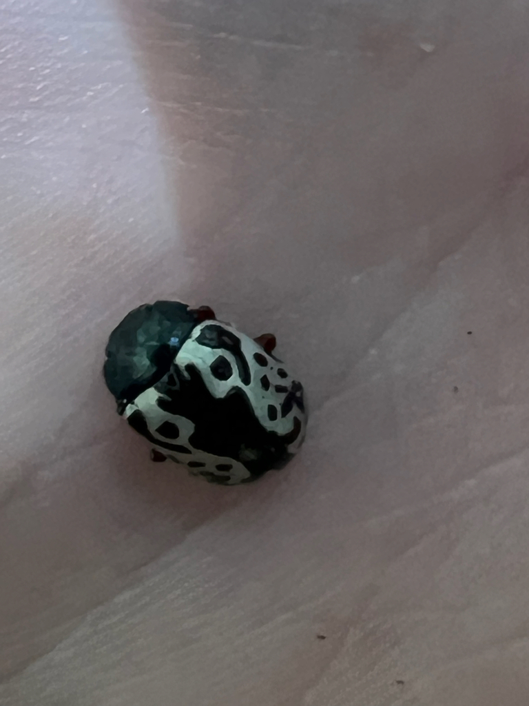 Confluent Leaf Beetle