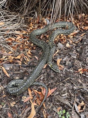 Diamond Python sighting