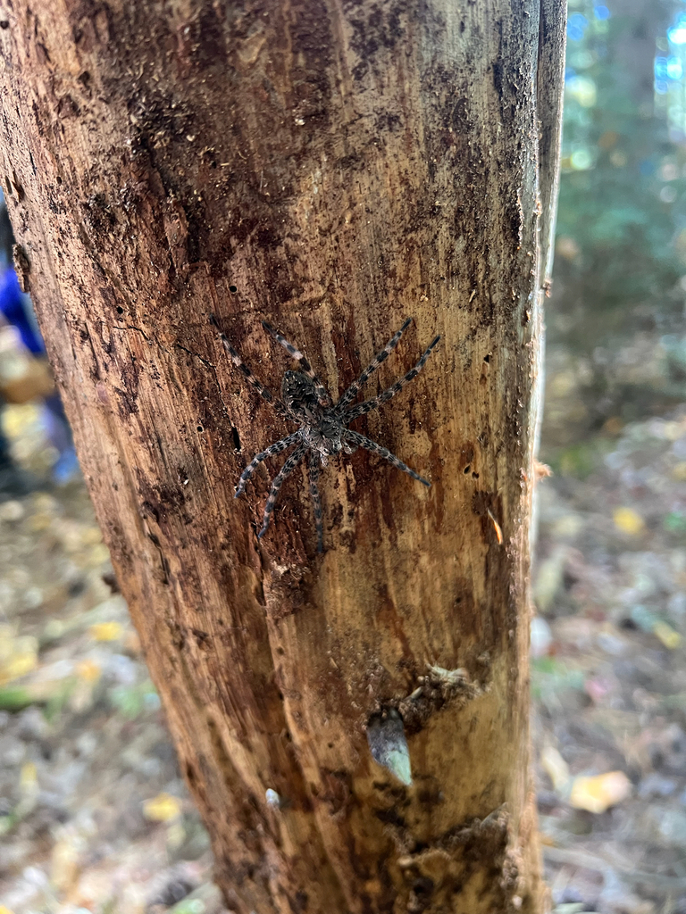 Dark Fishing Spider