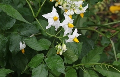 Solanum chacoense