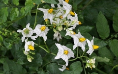 Solanum chacoense