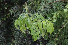 Solanum chacoense