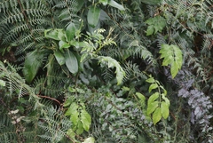 Solanum chacoense