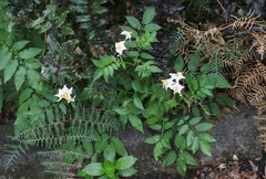 Solanum chacoense