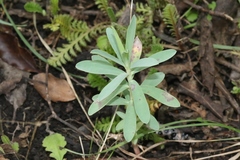 Euphorbia glauca