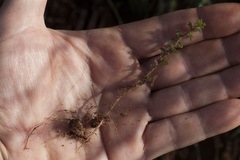 Oxalis viscosa
