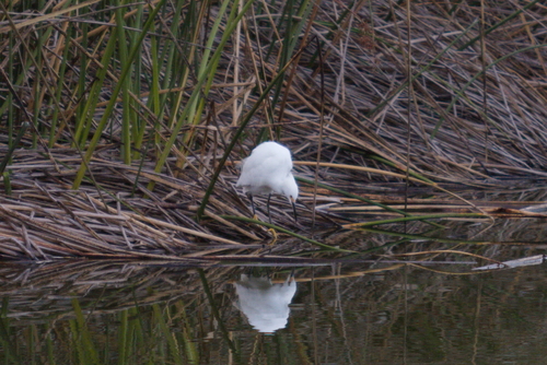 iNaturalist observation photo of Snowy Egret