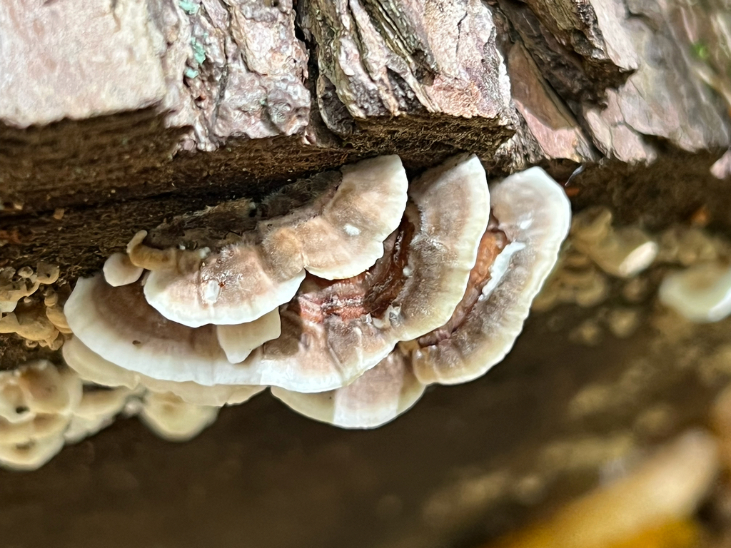 turkey-tail