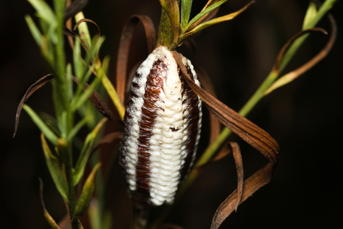 iNaturalist observation photo of Arizona Mantis