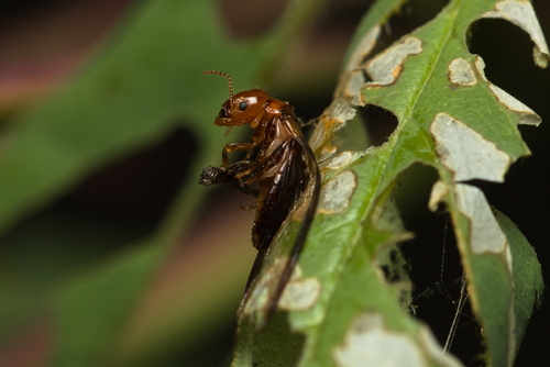 iNaturalist observation photo of Western Drywood Termite