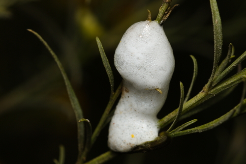 iNaturalist observation photo of Spittlebugs and Froghoppers