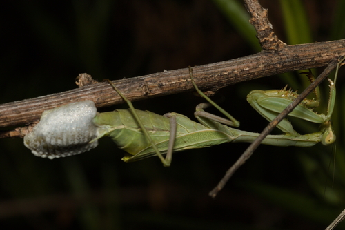 iNaturalist observation photo of Arizona Mantis