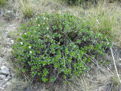 Ageratina wrightii