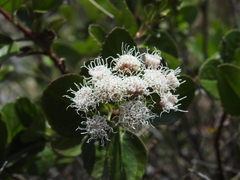 Ageratina wrightii