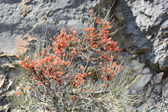 Ephedra procera
