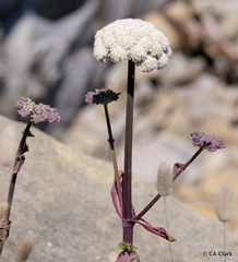 Angelica hendersonii