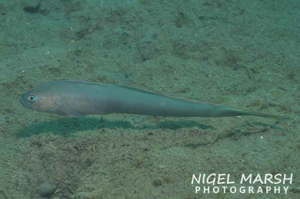 Robust Ribbongoby