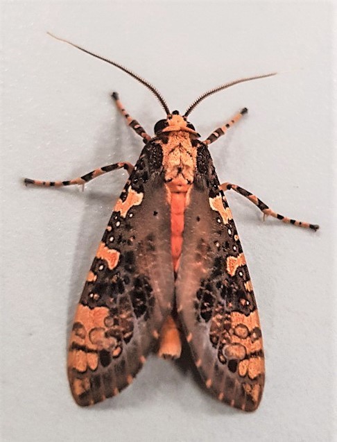 Cresera ilus