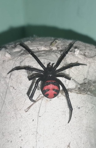 Latrodectus elegans