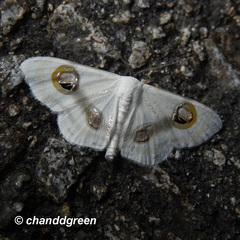 Problepsis conjunctiva