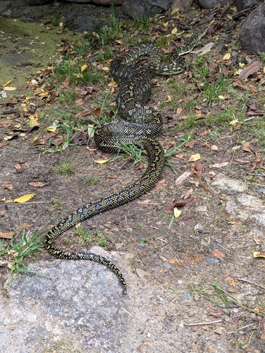 Diamond Python sighting