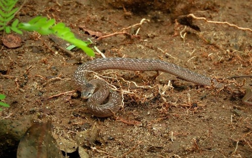 Flat-headed Kukri Snake