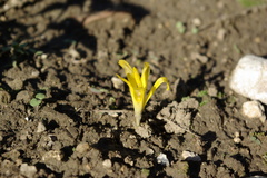 Sternbergia colchiciflora