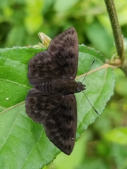 Pellicia