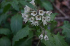 Physochlaina orientalis