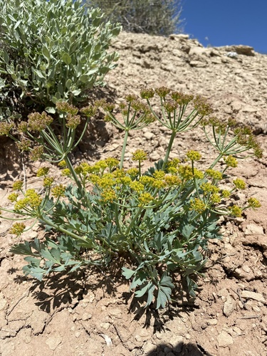 Uinta Basin springparsley (Cymopterus duchesnensis)