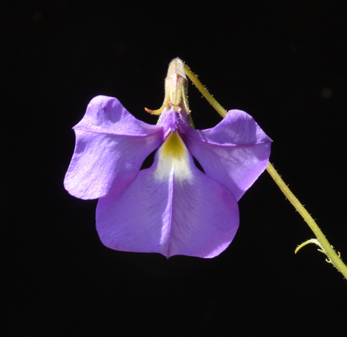 Lobelia rhytidosperma
