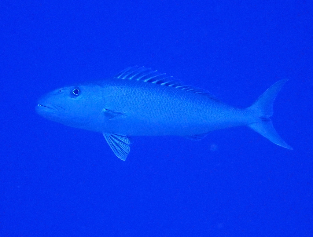 Green jobfish