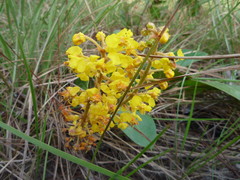 Byrsonima verbascifolia