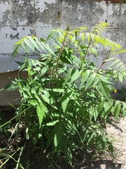 Rhus typhina
