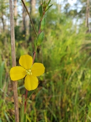 Ludwigia virgata