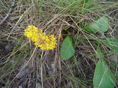 Byrsonima verbascifolia